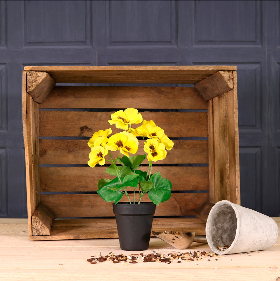 Potted Pansy Arrangement (Mixed Box of 12)