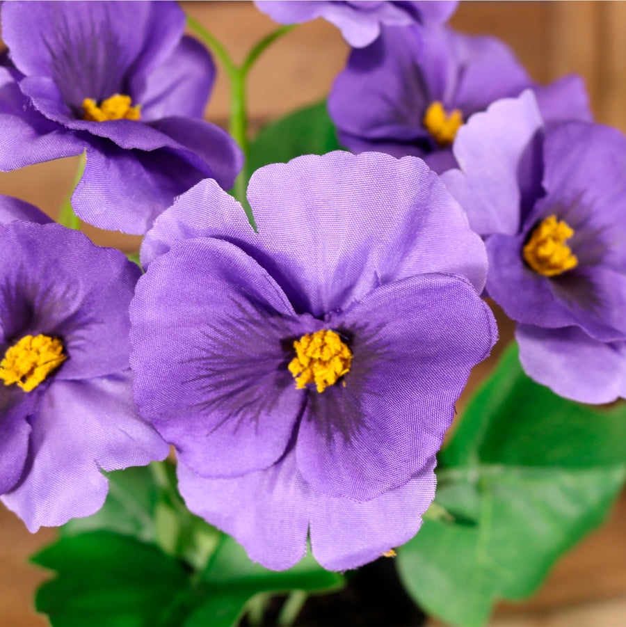 Potted Pansy Arrangement (Mixed Box of 12)