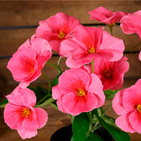 Potted Pansy Arrangement (Mixed Box of 12)