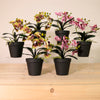 Potted Orchid In Plant Pot Mixed Box(Qty 6)
