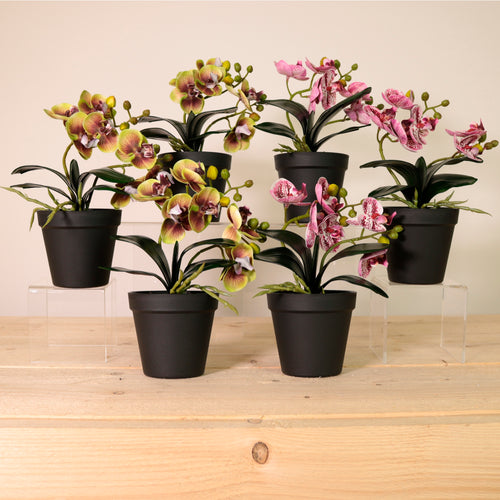 Potted Orchid In Plant Pot Mixed Box(Qty 6)