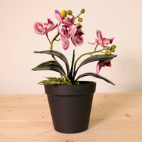 Mini Potted Orchid. Mixed Box 2 colours (Qty 6)