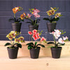 Potted Orchid In Plant Pot Mixed Box(Qty 6)