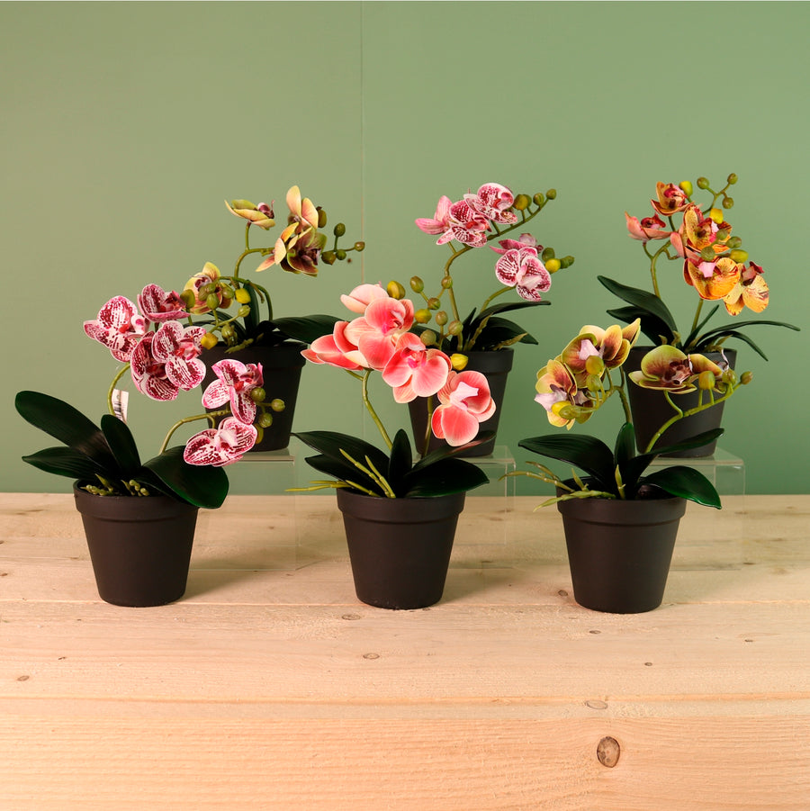 Potted Orchid In Plant Pot Mixed Box(Qty 6)