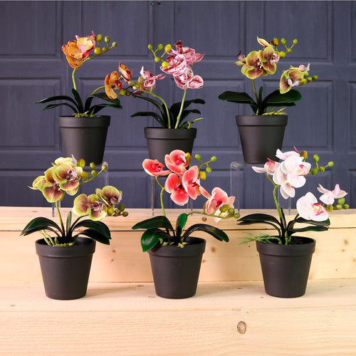Potted Orchid In Plant Pot Mixed Box(Qty 6)