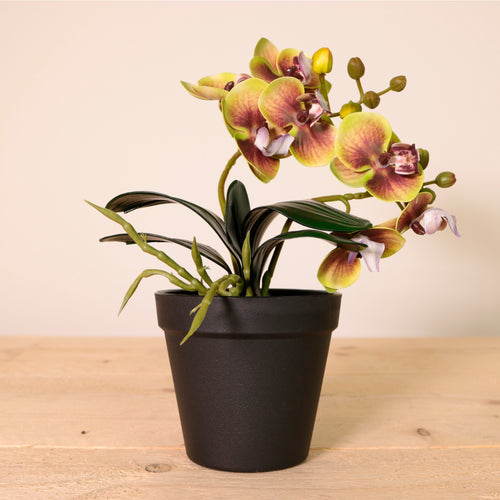 Potted Orchid In Plant Pot Mixed Box(Qty 6)