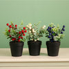 Xmas Potted Arr No.9 Mixed Box (QTY 9)
