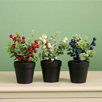 Xmas Potted Arr No.9 Mixed Box (QTY 9)