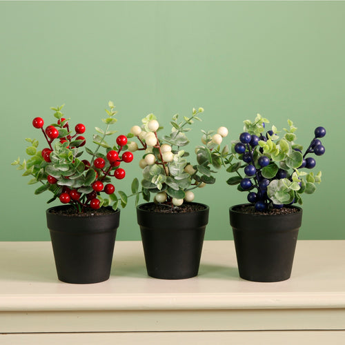 Xmas Potted Arr No.9 Mixed Box (QTY 9)