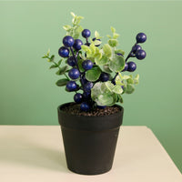 Xmas Potted Arr No.9 Mixed Box (QTY 9)