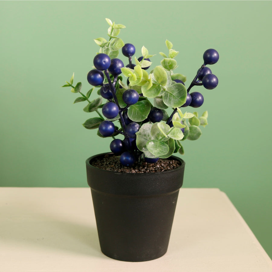 Xmas Potted Arr No.9 Mixed Box (QTY 9)