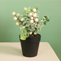 Xmas Potted Arr No.9 Mixed Box (QTY 9)