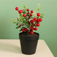 Xmas Potted Arr No.9 Mixed Box (QTY 9)