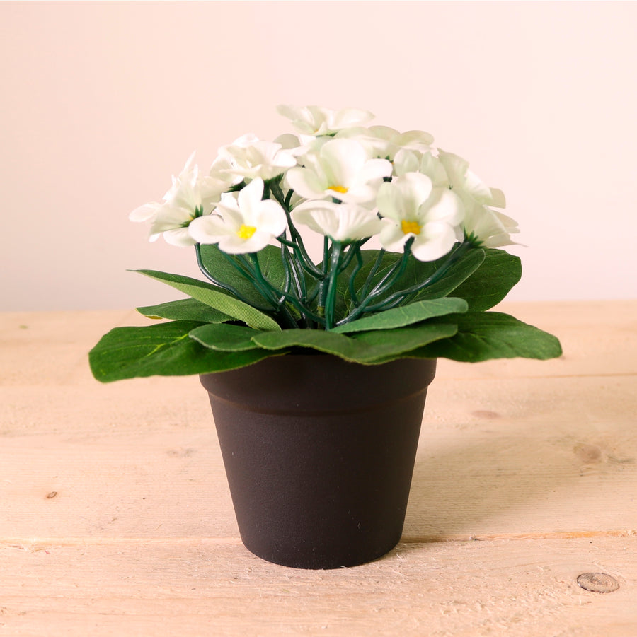 African Violet Arrangement