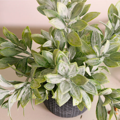 Flocked Leaf In Pot
