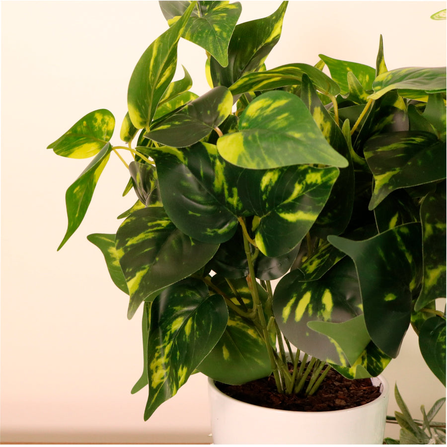 Medium Potted Philodendron Arrangement