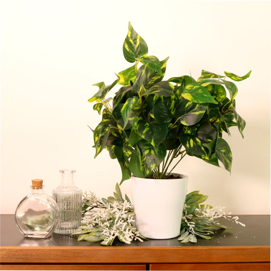 Medium Potted Philodendron Arrangement