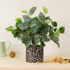 Medium Potted Soft Vein Leaf Arrangement
