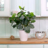 Medium Potted Soft Vein Leaf Arrangement