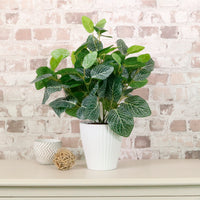 Medium Potted Soft Vein Leaf Arrangement