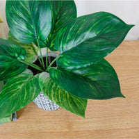 Potted Pothos Arrangement (small)
