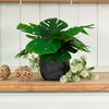 Potted Monstera Arrangement (small)