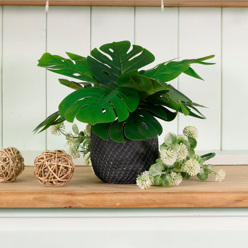 Potted Monstera Arrangement (small)