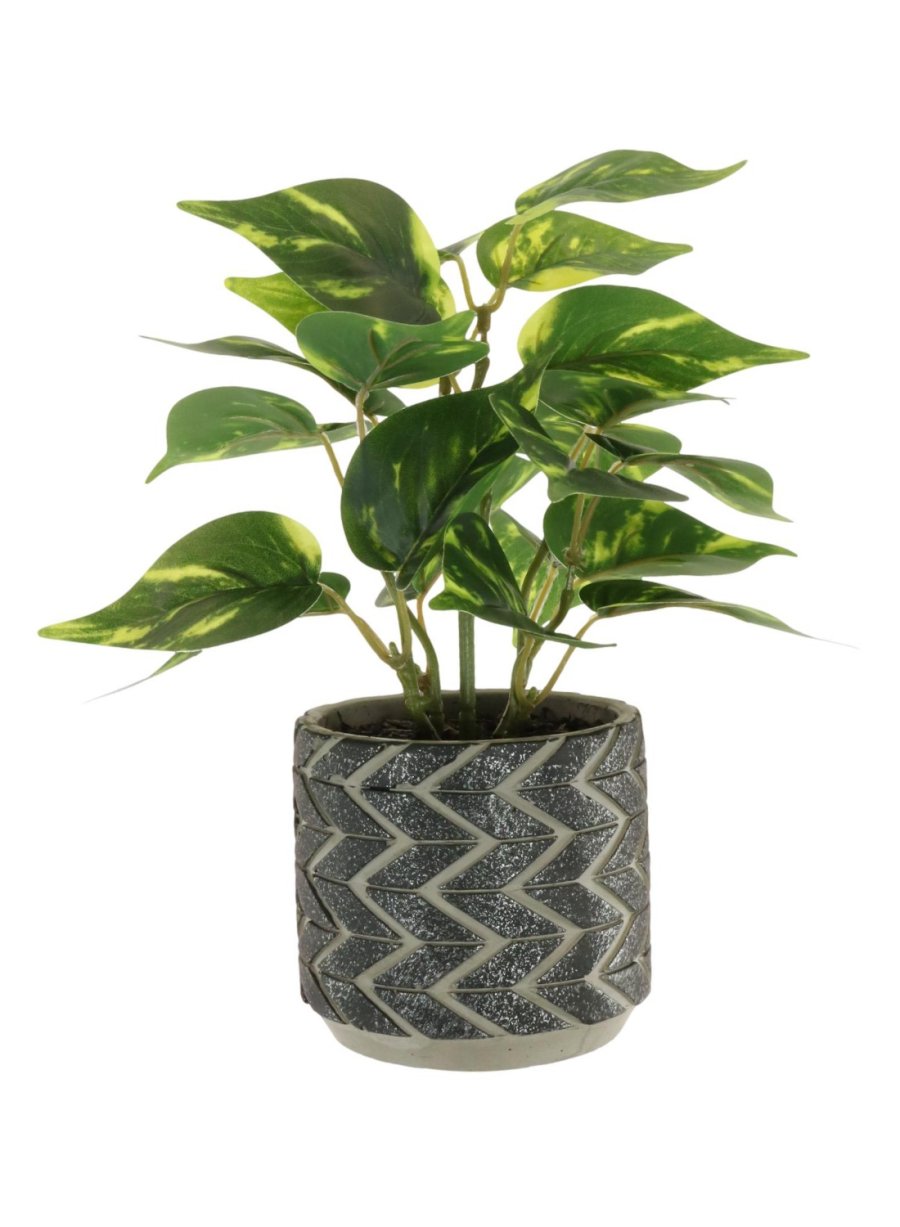 Potted Philodendron Arrangement (small)