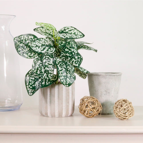 Potted Phyllostechya Arrangement (small)