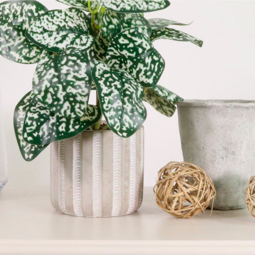 Potted Phyllostechya Arrangement (small)