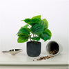 Beanstalk Leaf Arrangement Potted (small)