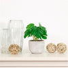 Potted Monstera Arrangement (mini)