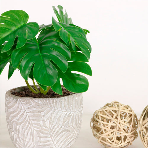 Potted Monstera Arrangement (mini)