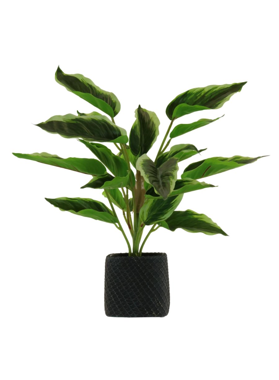 Medium Potted Waved Leaf Arrangement
