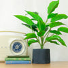 Medium Potted Waved Leaf Arrangement