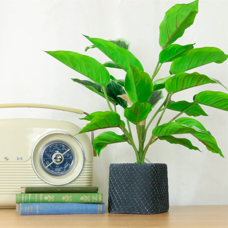 Medium Potted Waved Leaf Arrangement