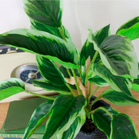 Medium Potted Waved Leaf Arrangement