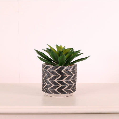 Succulent 036 Arrangement