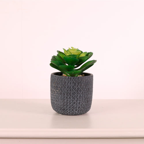 Succulent 037 Arrangement