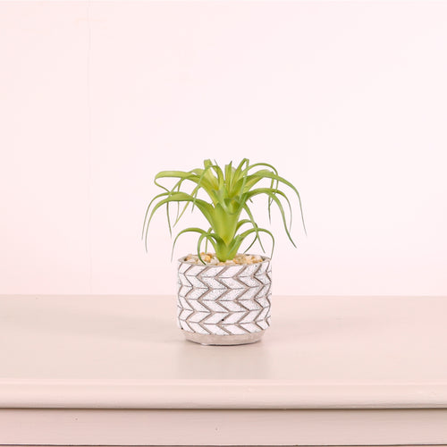 Succulent 038 Arrangement