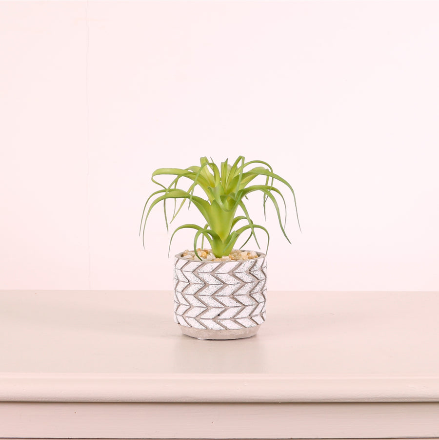 Succulent 038 Arrangement