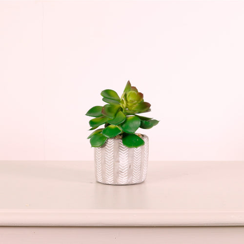 Succulent 039 Arrangement