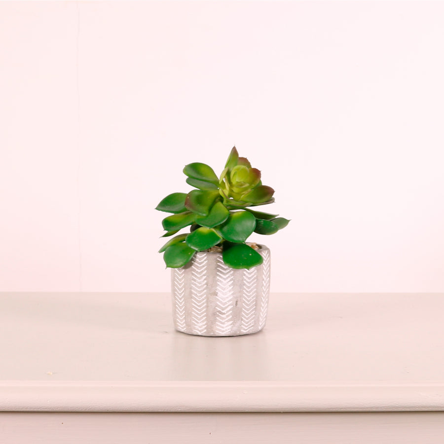 Succulent 039 Arrangement