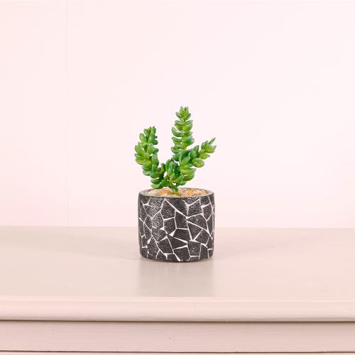 Succulent 042 Arrangement