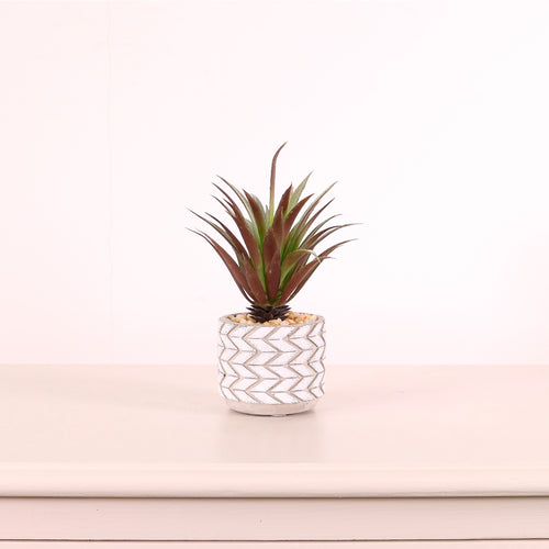 Succulent 043 Arrangement