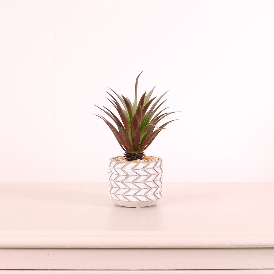 Succulent 043 Arrangement