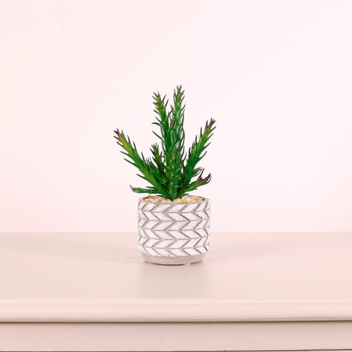 Succulent 045 Arrangement