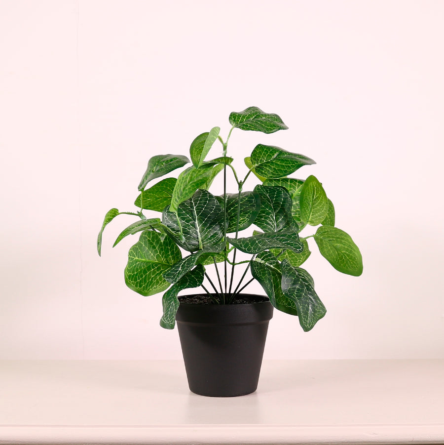 Potted Nerve Plant Arrangement (Medium)