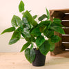 Potted Jade Pothos Arrangement (Large)
