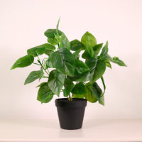 Potted Jade Pothos Arrangement (Large)